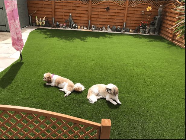 Artificial Turf for Dogs in Hayward