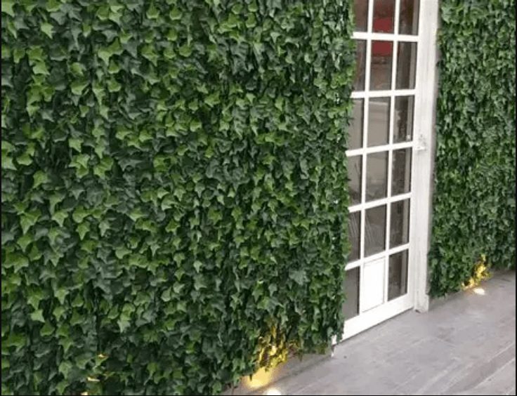 Synthetic Ivy Wall in Hayward